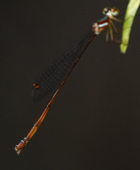 Drepanosticta rufostigma