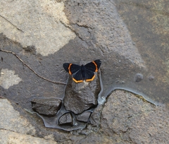 Riodina lycisca