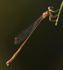 Drepanosticta rufostigma