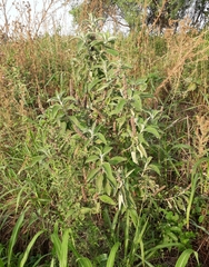 Buddleja stachyoides