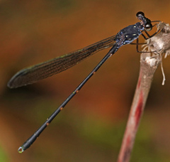 Devadatta tanduk