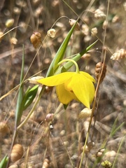 Calochortus amabilis
