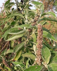 Buddleja stachyoides