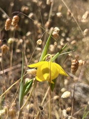 Calochortus amabilis