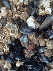 Mytilus trossulus