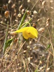 Calochortus amabilis