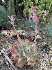 Echeveria