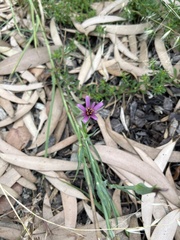 Tragopogon porrifolius