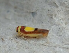 Colladonus clitellarius