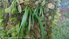 Haplopteris ensiformis