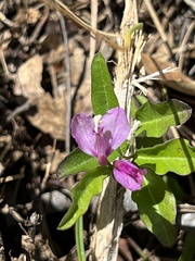 Rhinotropis californica