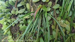 Haplopteris ensiformis