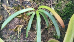 Haplopteris ensiformis