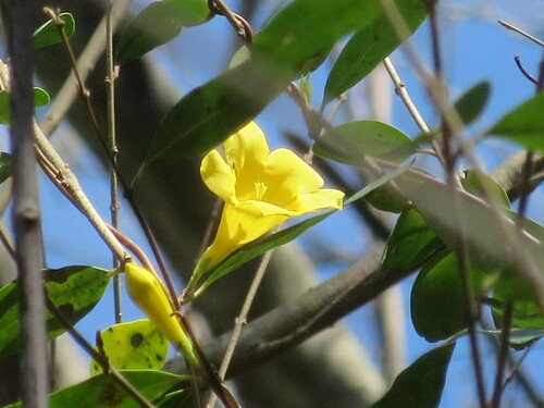 Evening trumpetflower (Gelsemium sempervirens)