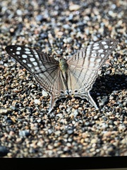 Marpesia merops