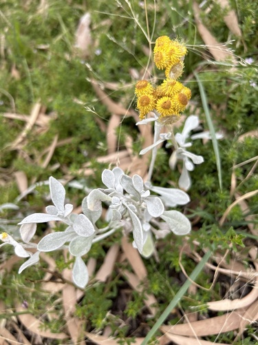 Chrysocephalum apiculatum iNat (3)