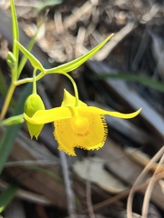 Calochortus amabilis