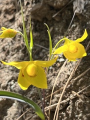 Calochortus amabilis