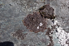 Xanthoparmelia verruculifera