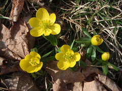 Eranthis hyemalis