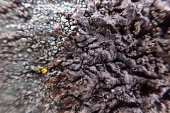 Xanthoparmelia verruculifera