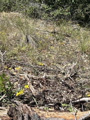 Calochortus amabilis
