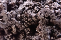 Xanthoparmelia verruculifera