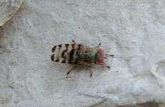 Pseudotephritina