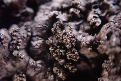 Xanthoparmelia verruculifera