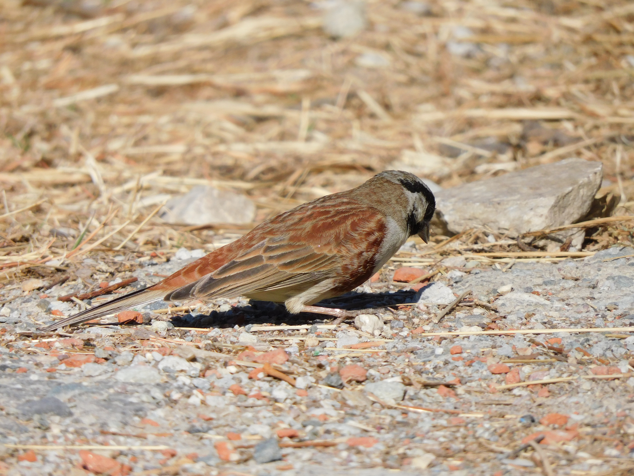 White-capped Bunting