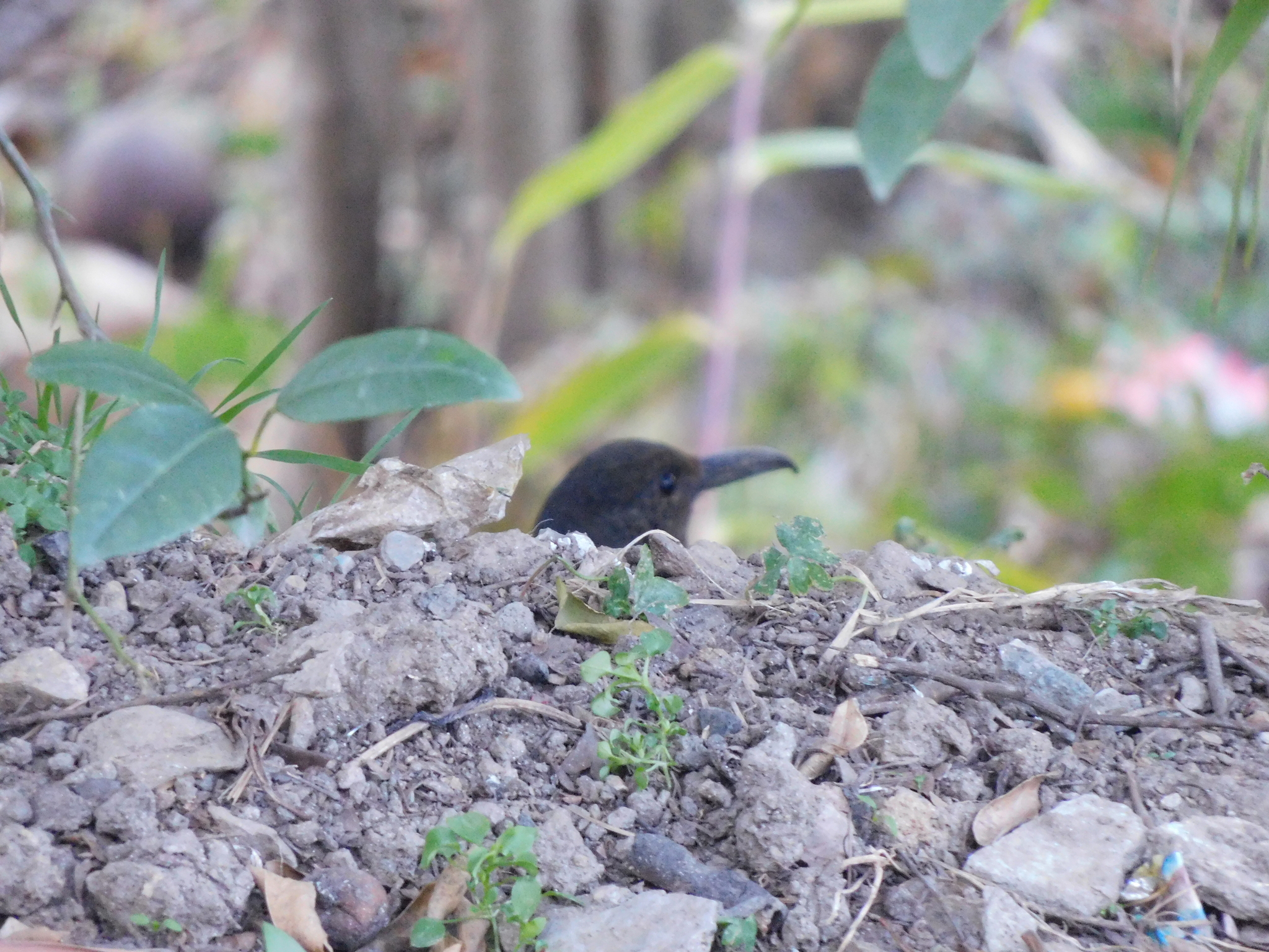 Long-billed Thrush (Zoothera monticola), photo 3