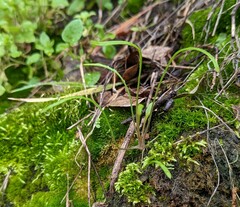 Claytonia parviflora