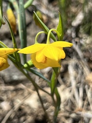 Calochortus amabilis