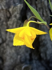 Calochortus amabilis