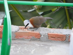 Garrulax leucolophus