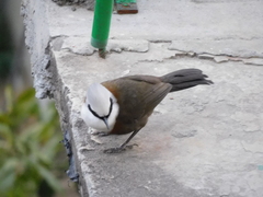 Garrulax leucolophus