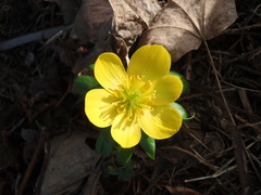 Eranthis hyemalis