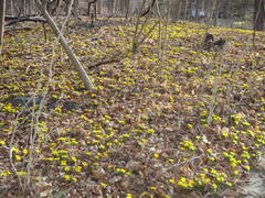 Eranthis hyemalis