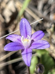Brodiaea coronaria