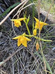 Calochortus amabilis