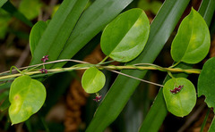 Vincetoxicum barbatum