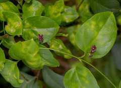 Vincetoxicum barbatum