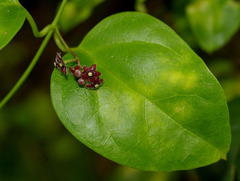 Vincetoxicum barbatum