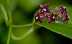 Vincetoxicum barbatum