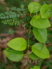 Vincetoxicum barbatum