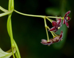 Vincetoxicum barbatum