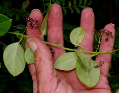 Vincetoxicum barbatum