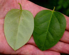 Vincetoxicum barbatum