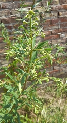 Baccharis punctulata