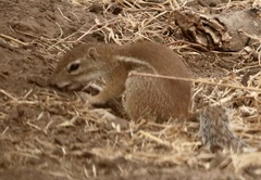 Euxerus erythropus